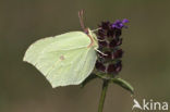 Citroenvlinder (Gonepteryx rhamni)