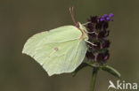 Citroenvlinder (Gonepteryx rhamni)