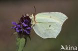 Citroenvlinder (Gonepteryx rhamni)