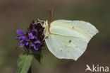 Citroenvlinder (Gonepteryx rhamni)