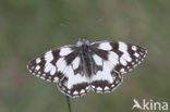 Dambordje (Melanargia galathea)