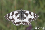 Marbled White (Melanargia galathea)