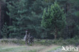 Fallow Deer (Dama dama)