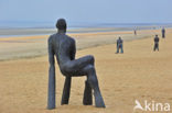 De Panne