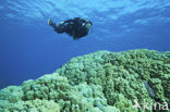 Dome Coral (Porites Nodifera)