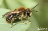 Donkere klaverzandbij (Andrena labialis) 