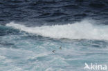 Black-legged Kittiwake (Rissa tridactyla)