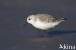 Drieteenstrandloper (Calidris alba)
