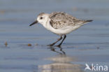 Drieteenstrandloper (Calidris alba)