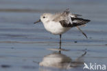 Drieteenstrandloper (Calidris alba)