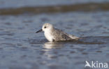 Drieteenstrandloper (Calidris alba)