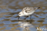 Drieteenstrandloper (Calidris alba)