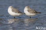 Drieteenstrandloper (Calidris alba)