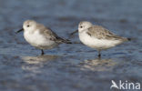 Drieteenstrandloper (Calidris alba)