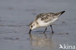 Drieteenstrandloper (Calidris alba)