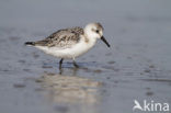 Drieteenstrandloper (Calidris alba)