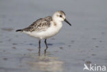 Drieteenstrandloper (Calidris alba)