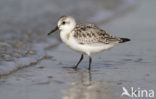 Drieteenstrandloper (Calidris alba)