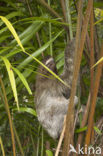 Drievingerige luiaard (Bradypus tridactylus)