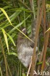 pale-throated three-toed sloth (Bradypus tridactylus)