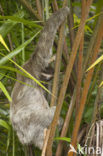 pale-throated three-toed sloth (Bradypus tridactylus)