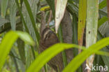 pale-throated three-toed sloth (Bradypus tridactylus)