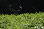 Red Deer (Cervus elaphus)