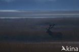 Edelhert (Cervus elaphus)
