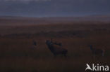 Red Deer (Cervus elaphus)