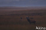 Red Deer (Cervus elaphus)
