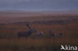 Red Deer (Cervus elaphus)
