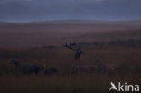 Red Deer (Cervus elaphus)