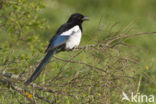 Black-billed Magpie (Pica pica)