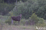 Eland (Alces alces)