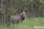 Eland (Alces alces)