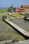 Europese platte oester (Ostrea edulis)