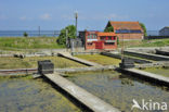 Europese platte oester (Ostrea edulis)