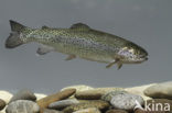 Rainbow Trout (Oncorhynchus mykiss)