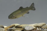 Rainbow Trout (Oncorhynchus mykiss)