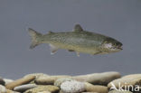 Rainbow Trout (Oncorhynchus mykiss)