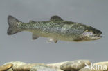 Rainbow Trout (Oncorhynchus mykiss)