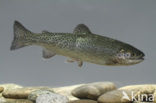 Rainbow Trout (Oncorhynchus mykiss)