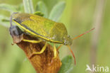 Gaspeldoornschildwants (Piezodorus lituratus)