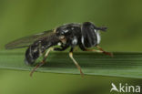 Geelbandkrieltje (Paragus quadrifasciatus)