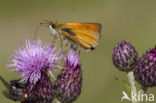 Geelsprietdikkopje (Thymelicus sylvestris)