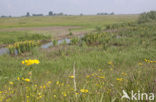 Gele lis (Iris pseudacorus)