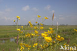 Gele lis (Iris pseudacorus)