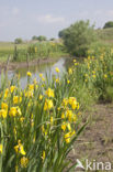 Gele lis (Iris pseudacorus)