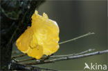 Yellow brain (Tremella mesenterica)