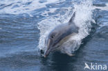 Common Dolphin (Delphinus delphis)